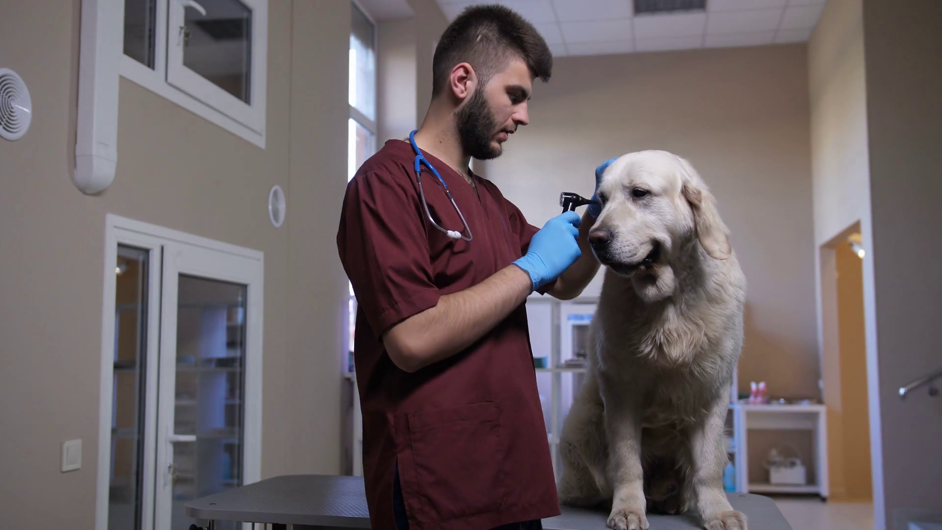 Young Handsome Male Veterinarian In Gloves Stock Footage SBV325057577