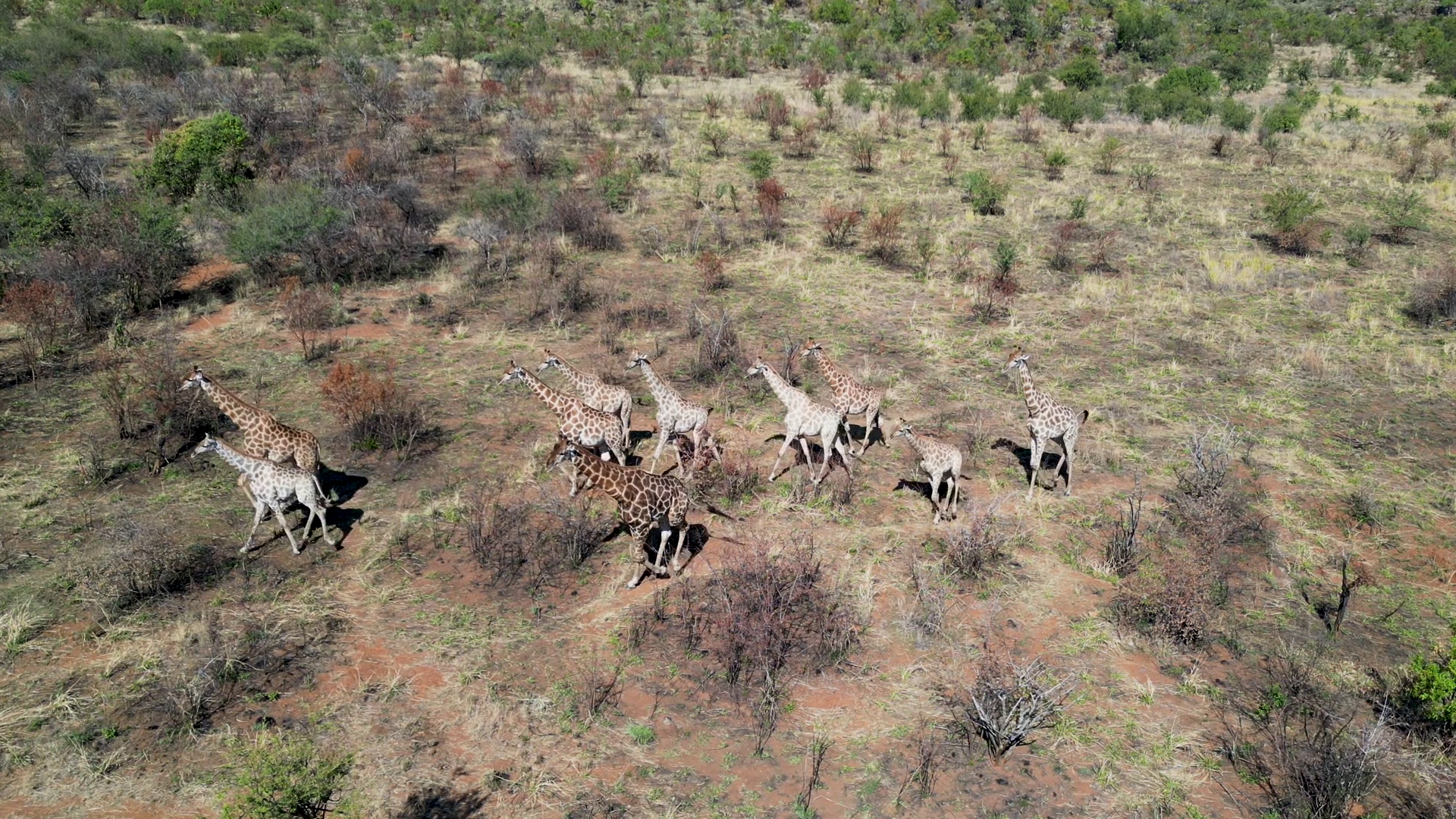 Safari Trip In Pilanesberg National Park Stock Footage SBV-352209710 ...