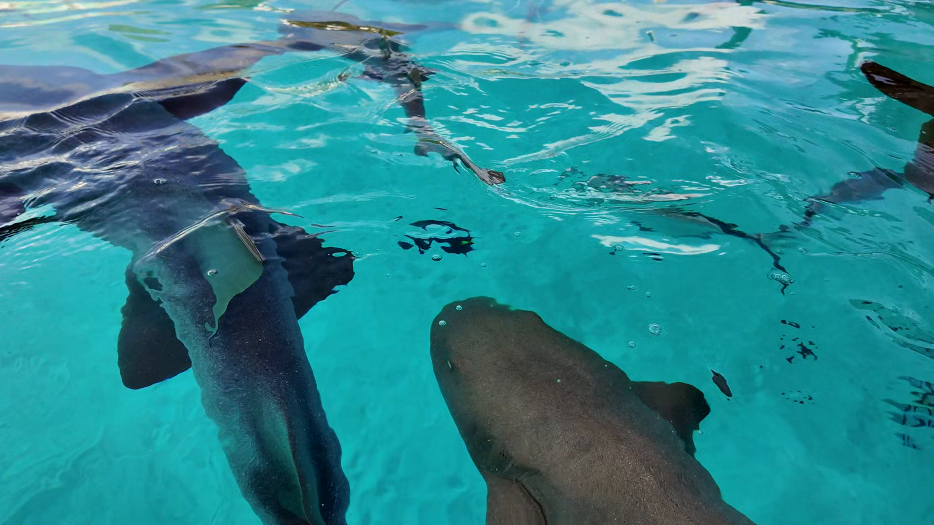 Swimming With Sharks In Exuma Black Point Stock Footage SBV-353530447 ...