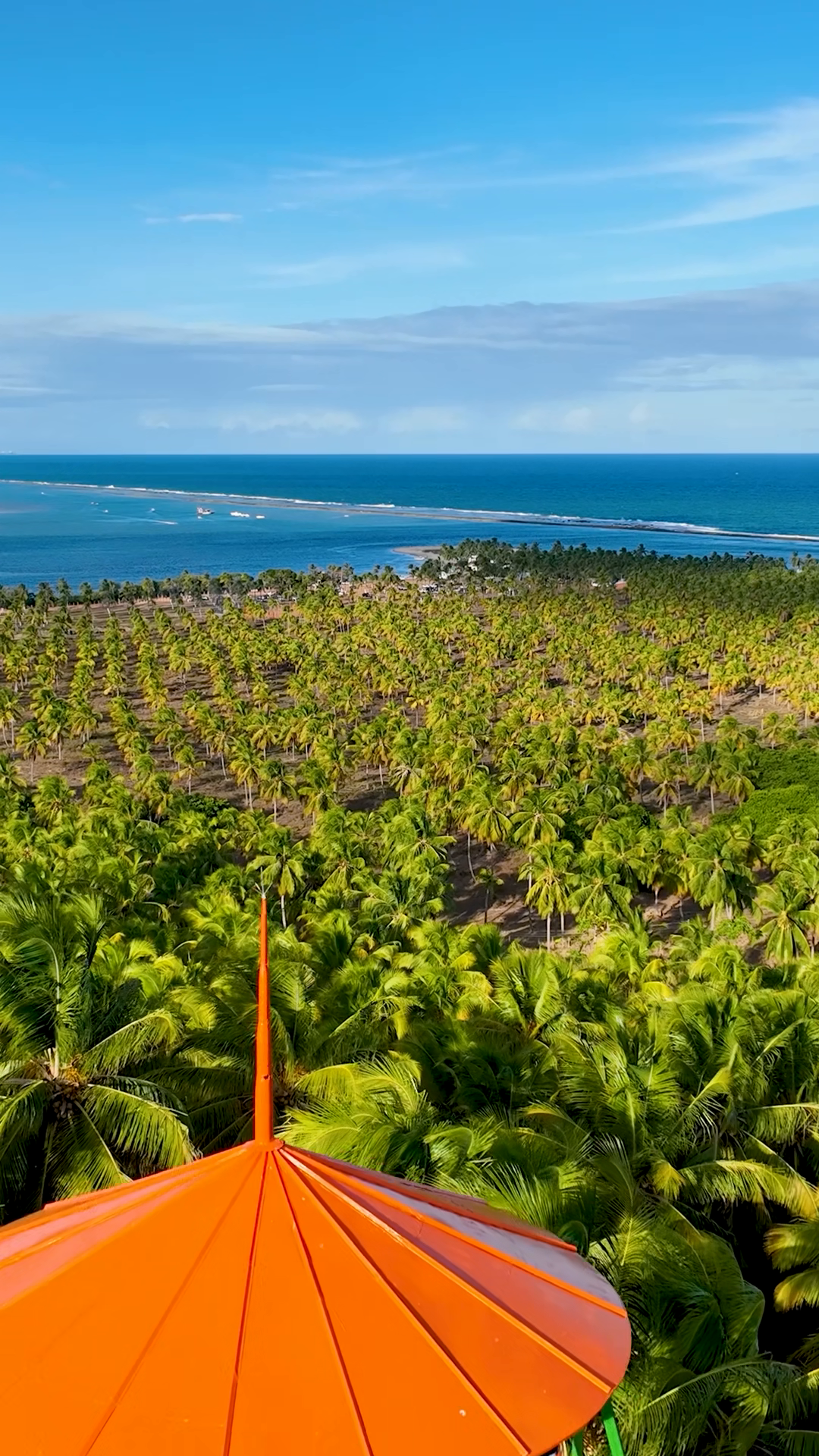 Coconut Trees Plantation Near Gunga Beach At Stock Footage SBV ...