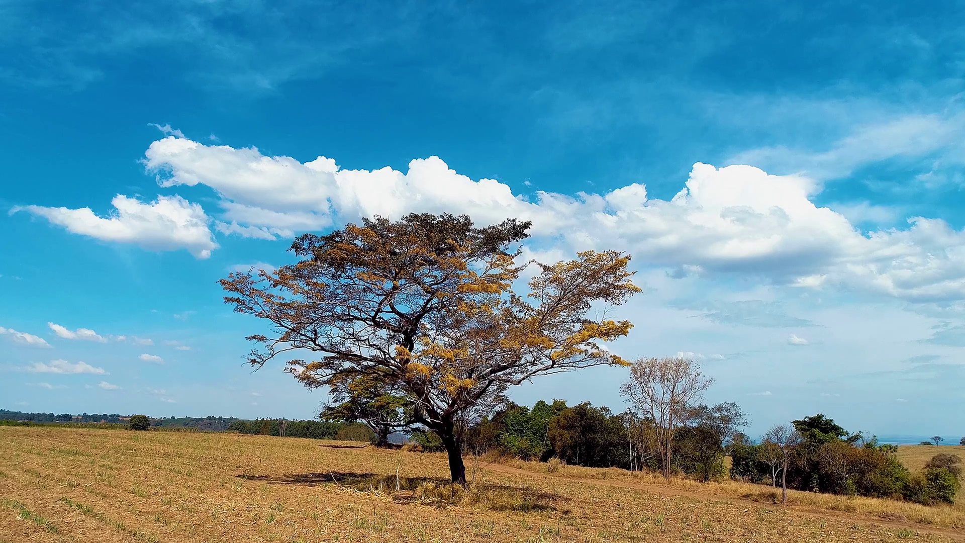 Panorama rural landscape. Countryside scenery aerial view with tree ...