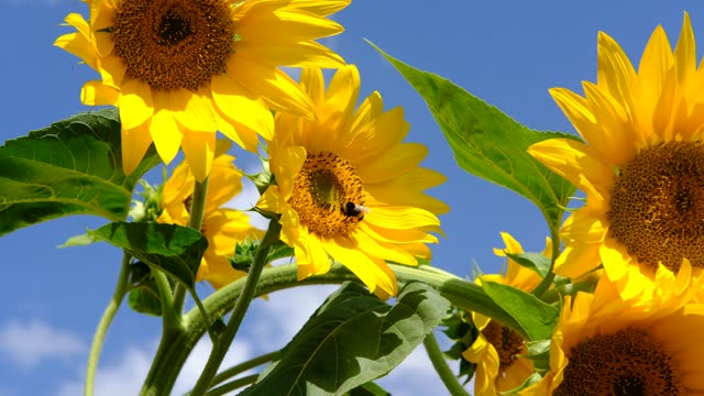 Sunflower Time Lapse Storyblocks