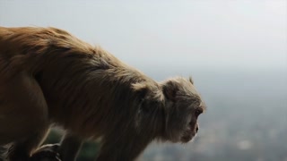 A close view of a wild monkey climbing a nepalese roof. View of a foggy city. Asia, India, Nepal, Kathmandu. Slow motion