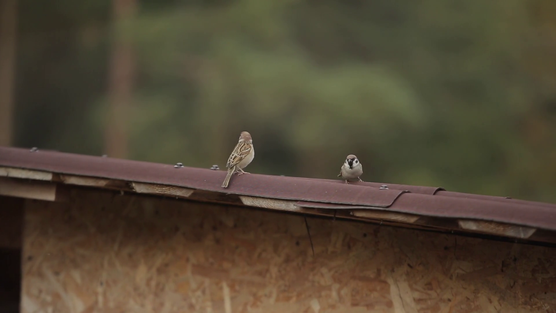 Birds Frolic On Roof Near Nest Under House Stock Footage SBV338246675