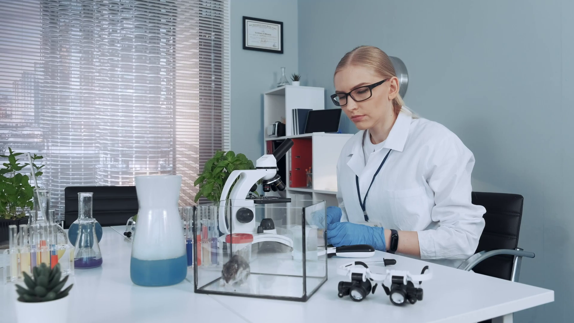Chemistry lab female scientist giving hamster organic material to eat