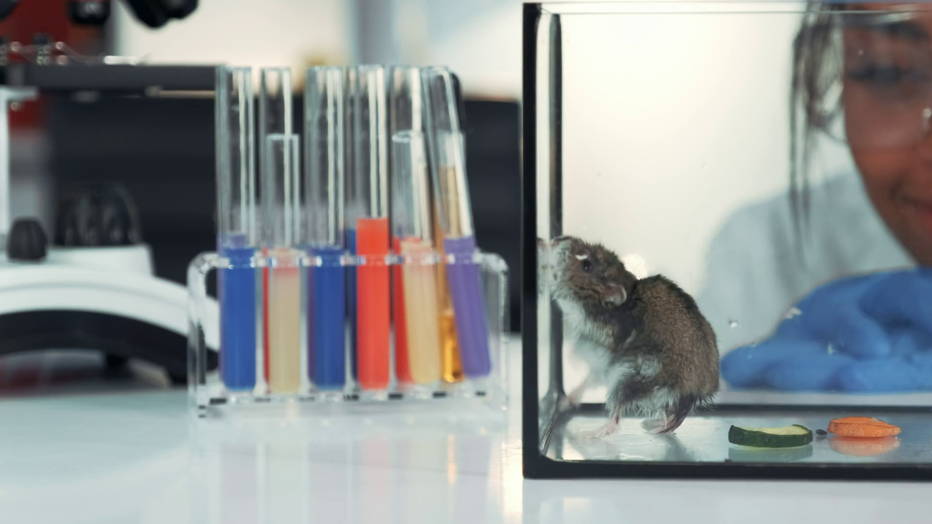 Closeup of female scientist observing hamster's behavior during the