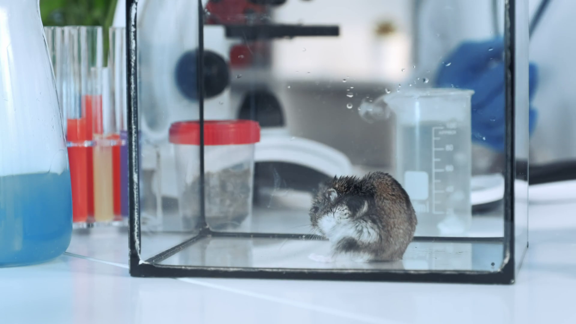 Closeup shot of scientist hand giving to a hamster organic material to