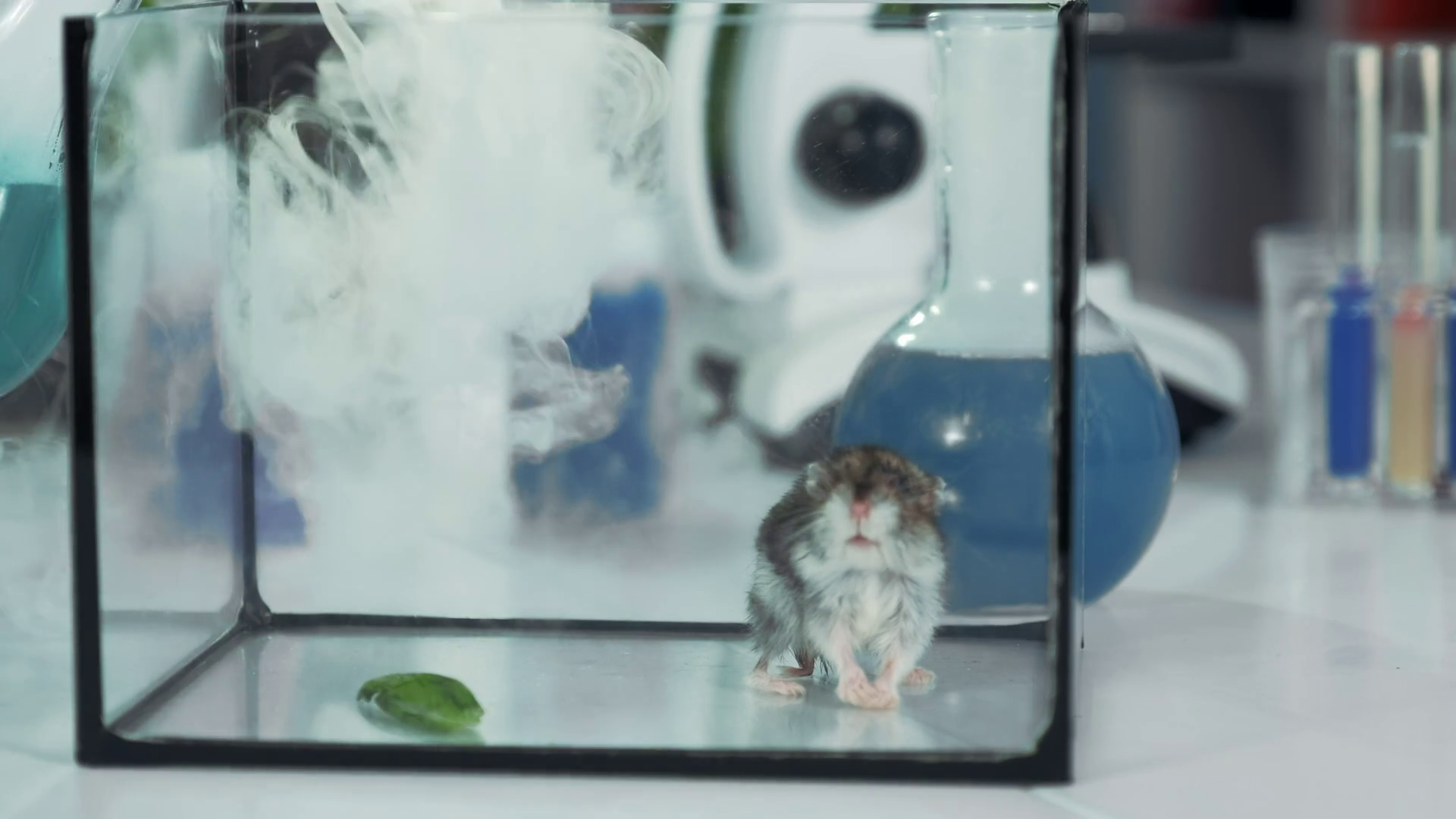 Closeup Shot Of Small Hamster During Stock Footage SBV338534847