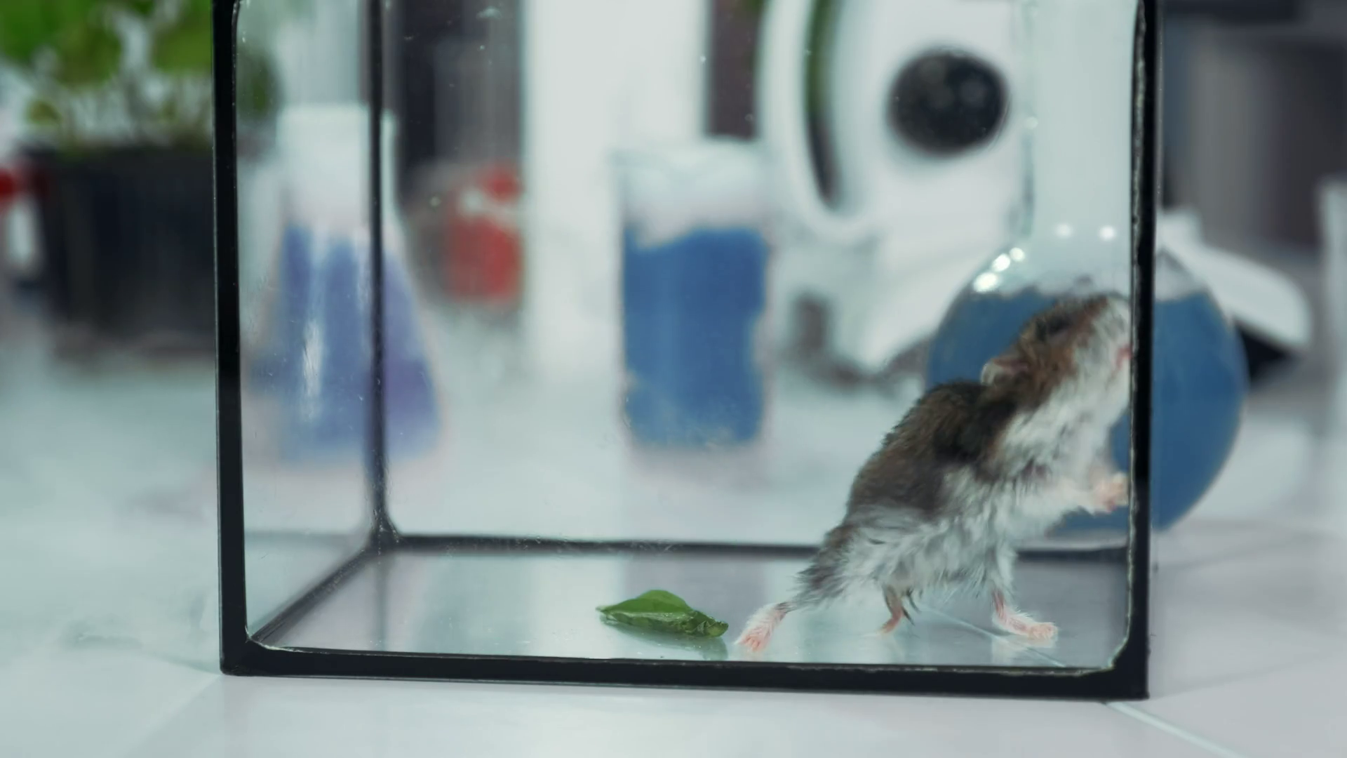 Closeup shot of small hamster in glass container. Research scientists