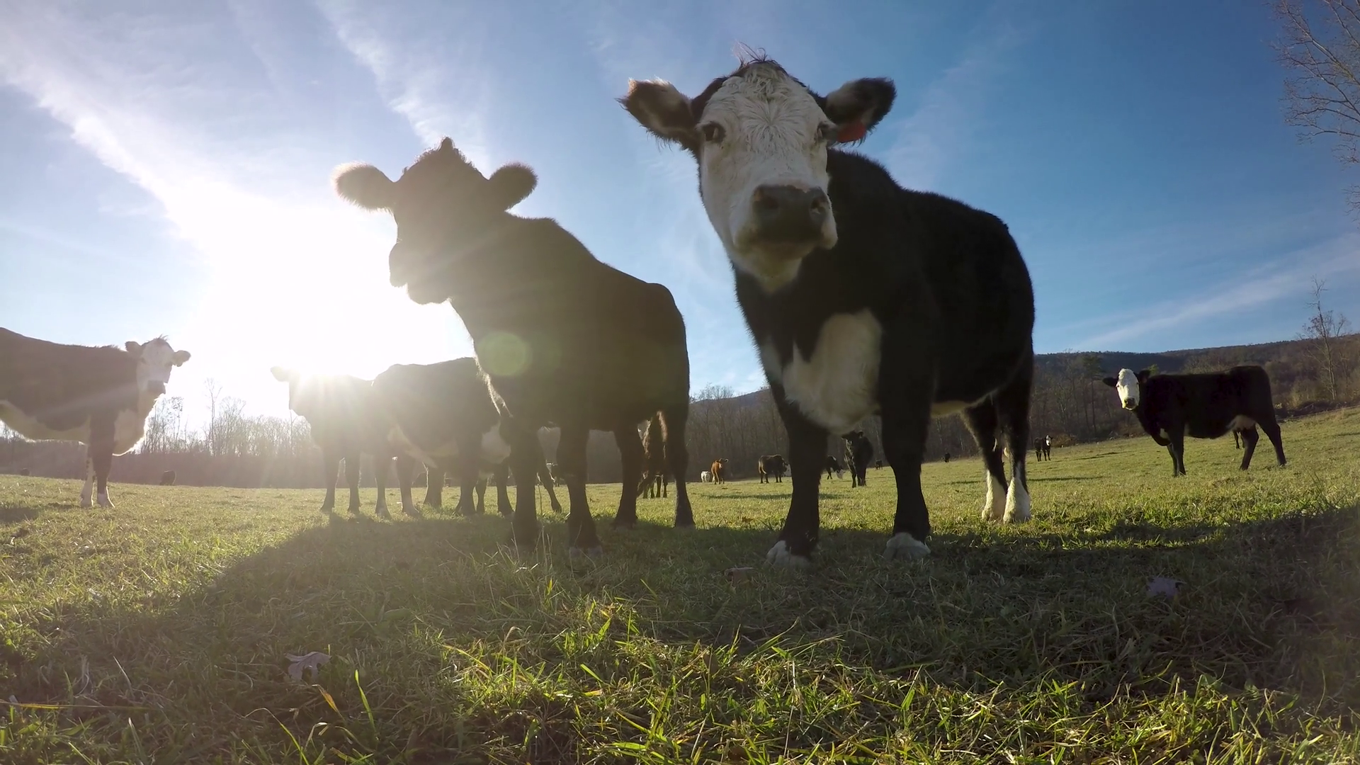 Distorted View Of Cows Up Close From Grass Stock Footage SBV-352585963 ...