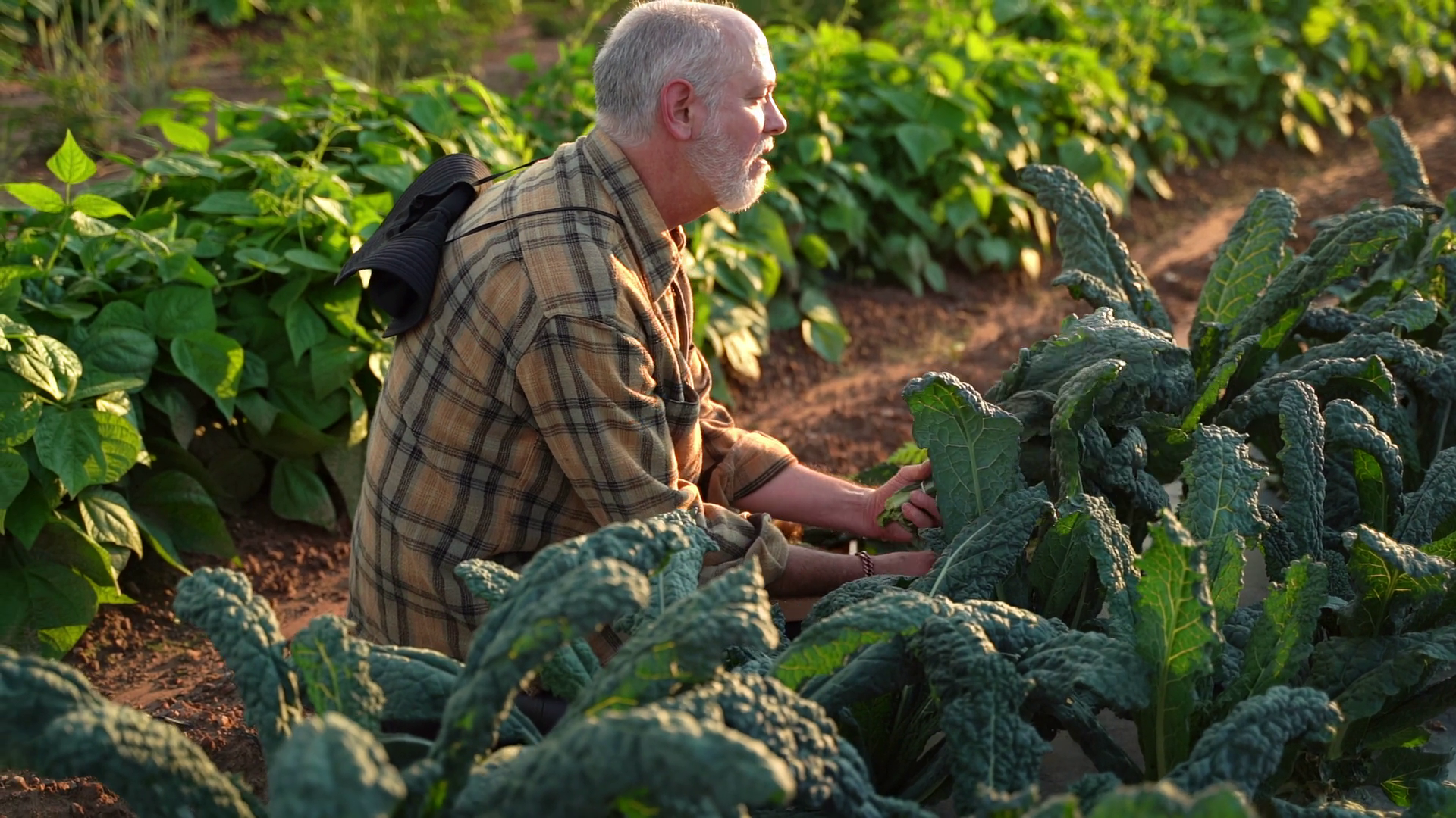 Close Up Slow Motion Of Farmer Picking Kale Stock Footage SBV-352281263 ...
