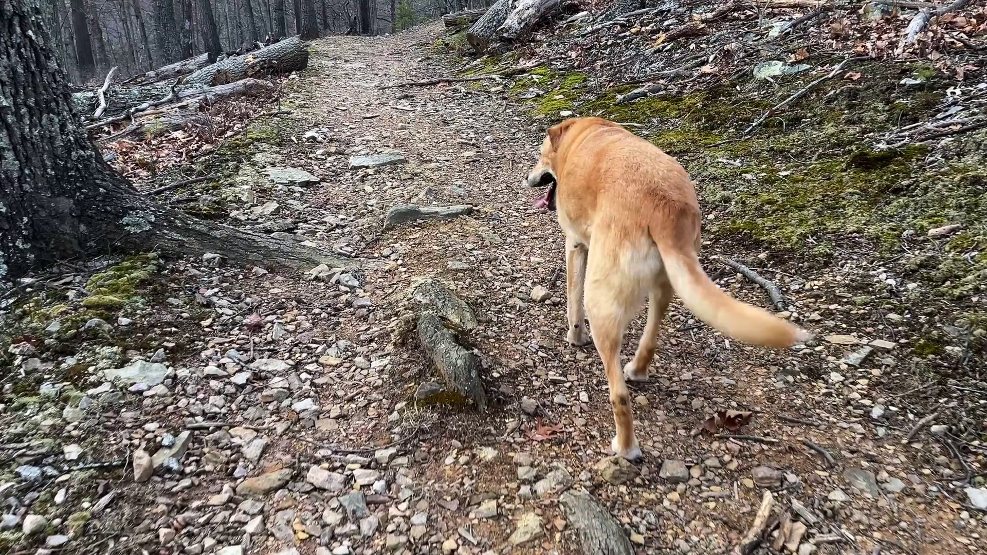Rear View Of Golden Labrador Retriever Stock Footage SBV-352734971 ...