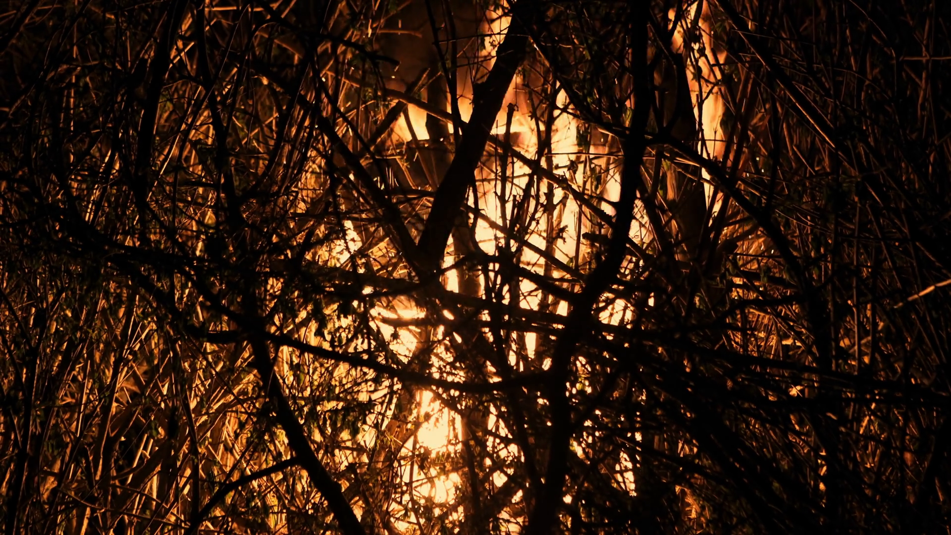 Burning Campfire At Night Combs Flame Stock Footage SBV-351896898 ...