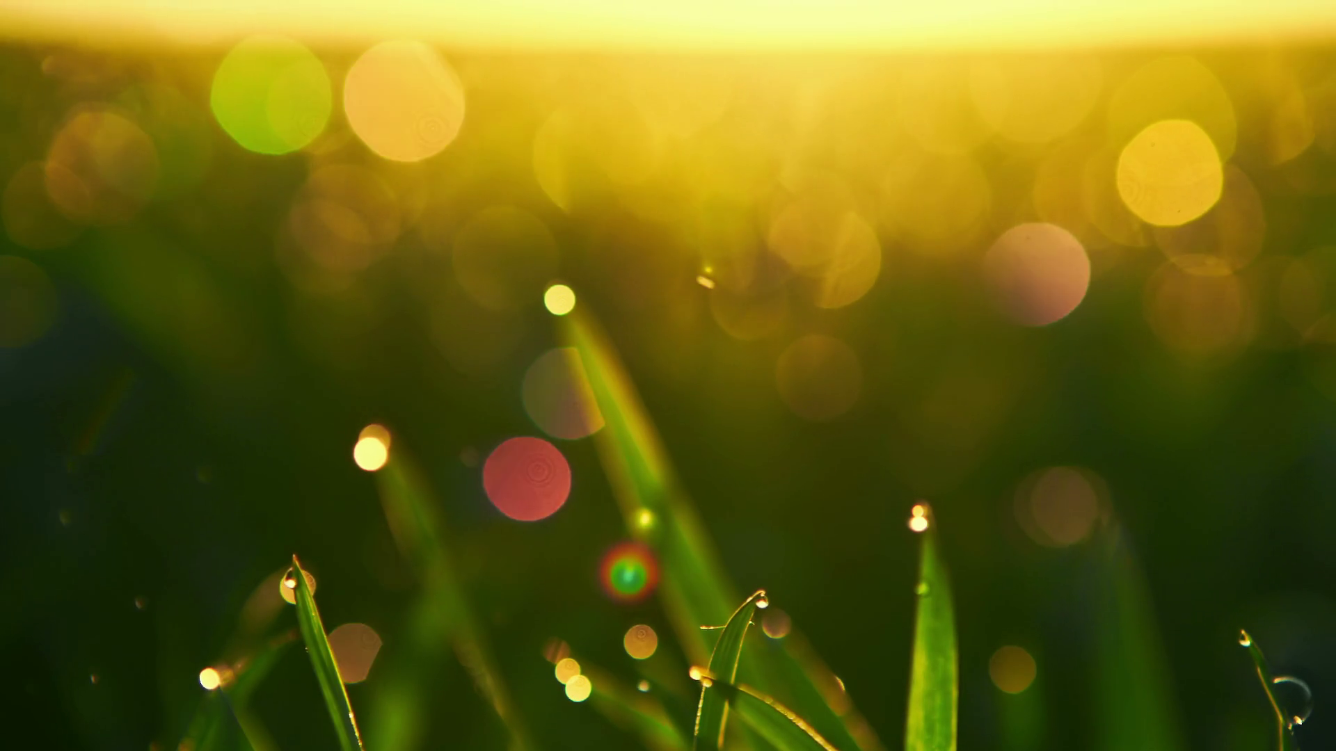 Bright Vibrant Green Grass Closeup Raw Stock Footage SBV347621278