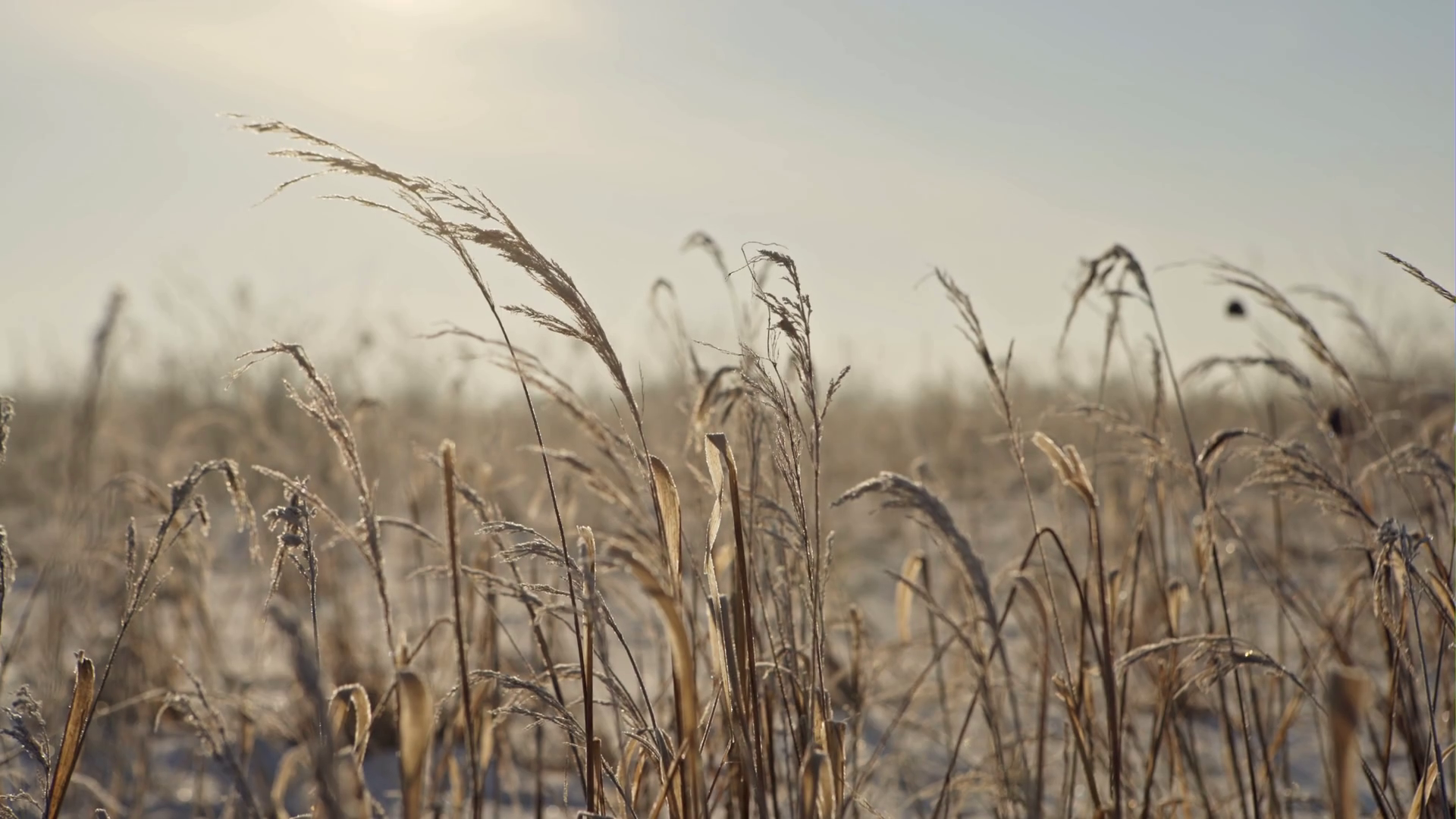 Dry Coastal Reed Cowered With Snow Nature Stock Footage SBV-347666815 ...