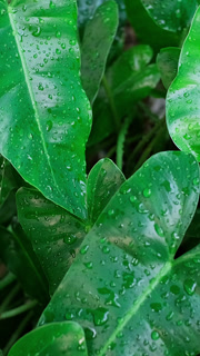 Close-up of green leaves wet with raindrops after rainfall, showing freshness and natural beauty.