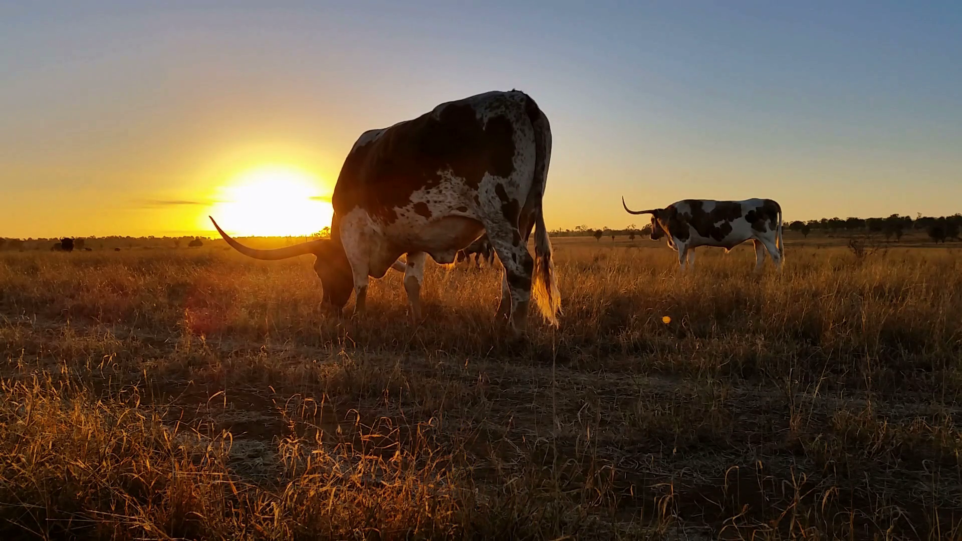 Cattle cow farming Texas Longhorn sunset / sunrise landscape Stock