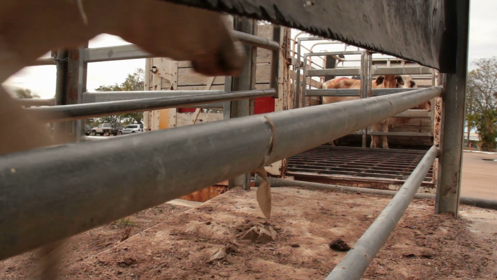 Cattle Cows loading onto Truck Stock Video Footage Storyblocks