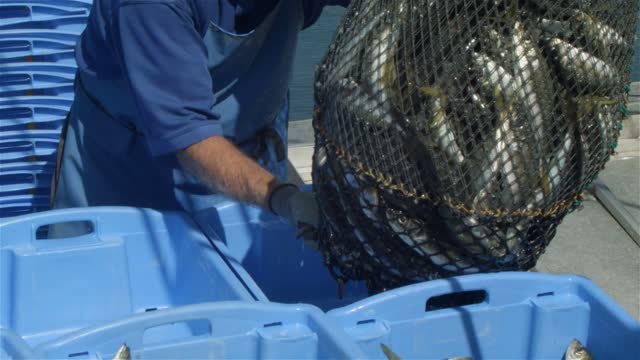 Commercial Fishing Stock Footage: Royalty-Free Video Clips - Storyblocks