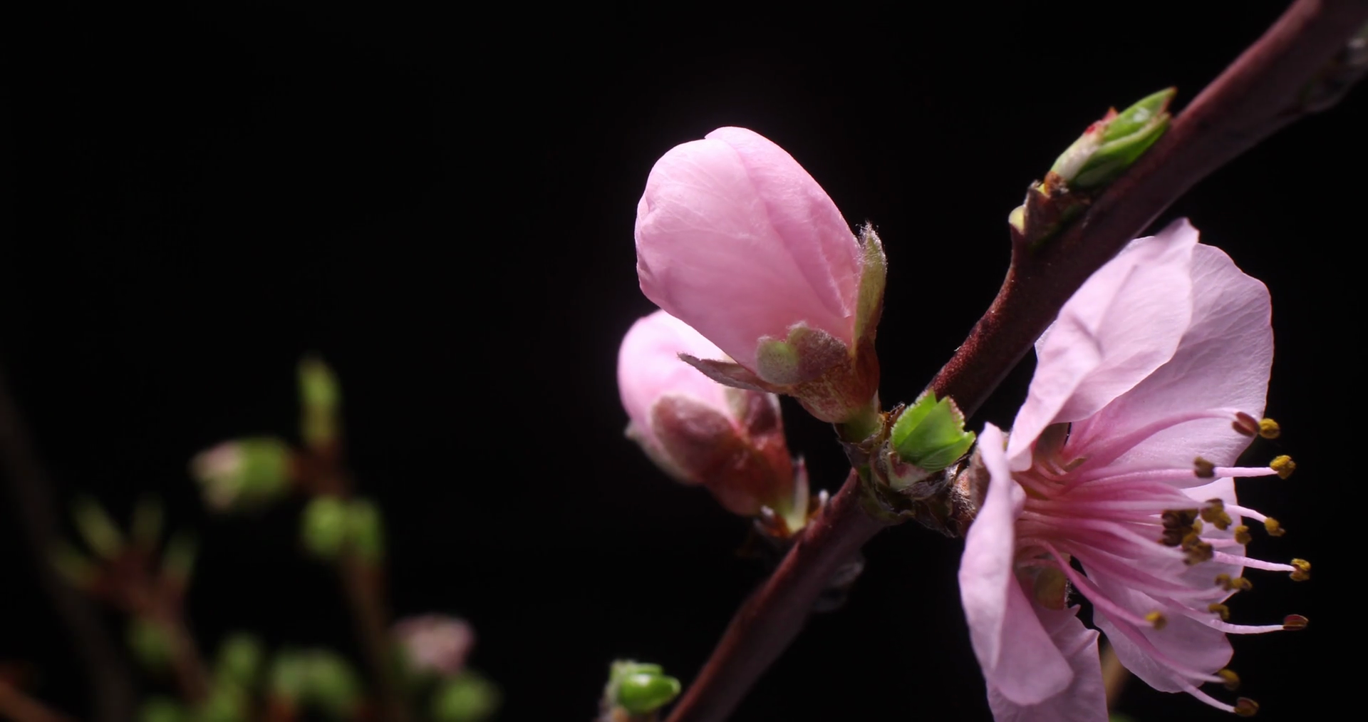 Flower Time Lapse Of Botanical Cherry Stock Footage SBV309639949
