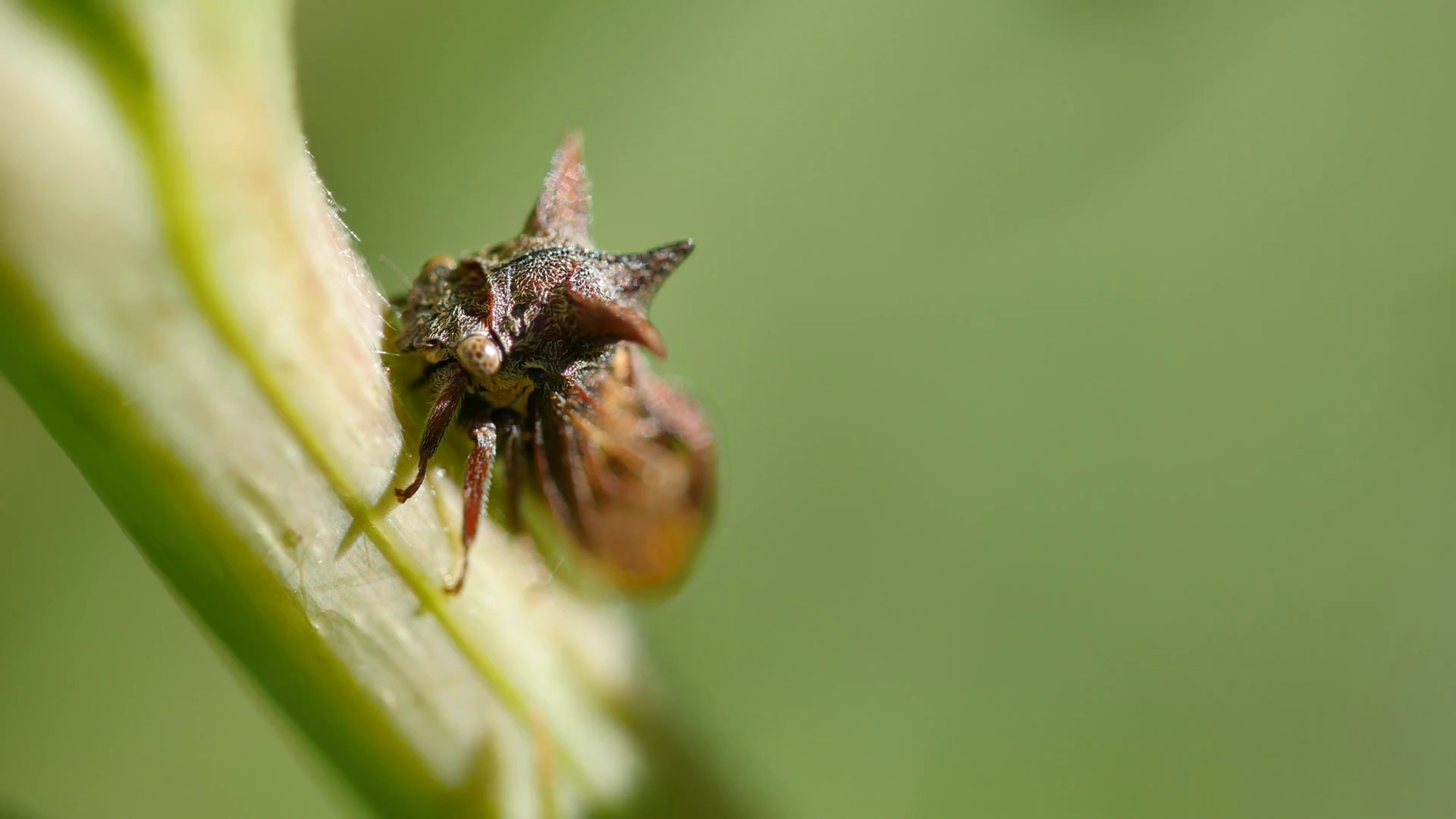 Horned Hopper Insect Macro (acanthuchus Sp) Stock Footage SBV310279905