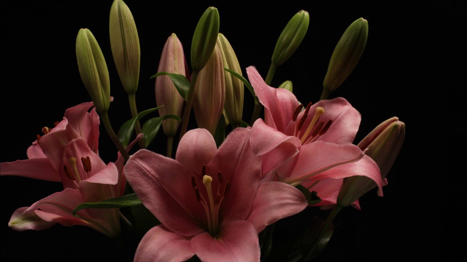 Lilies Flower Time Lapse Opening On Black Stock Footage SBV310237391