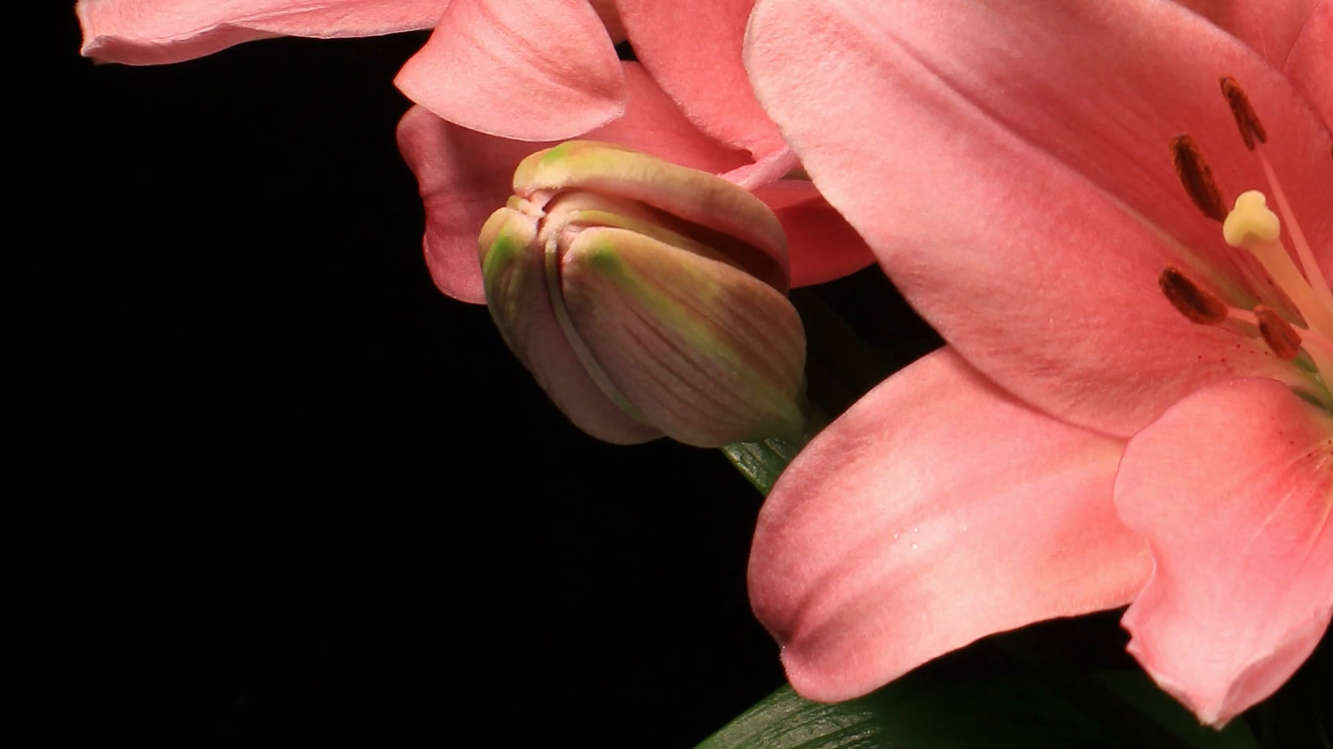 Lilies Flower Time Lapse Opening Stock Footage SBV310237741 Storyblocks