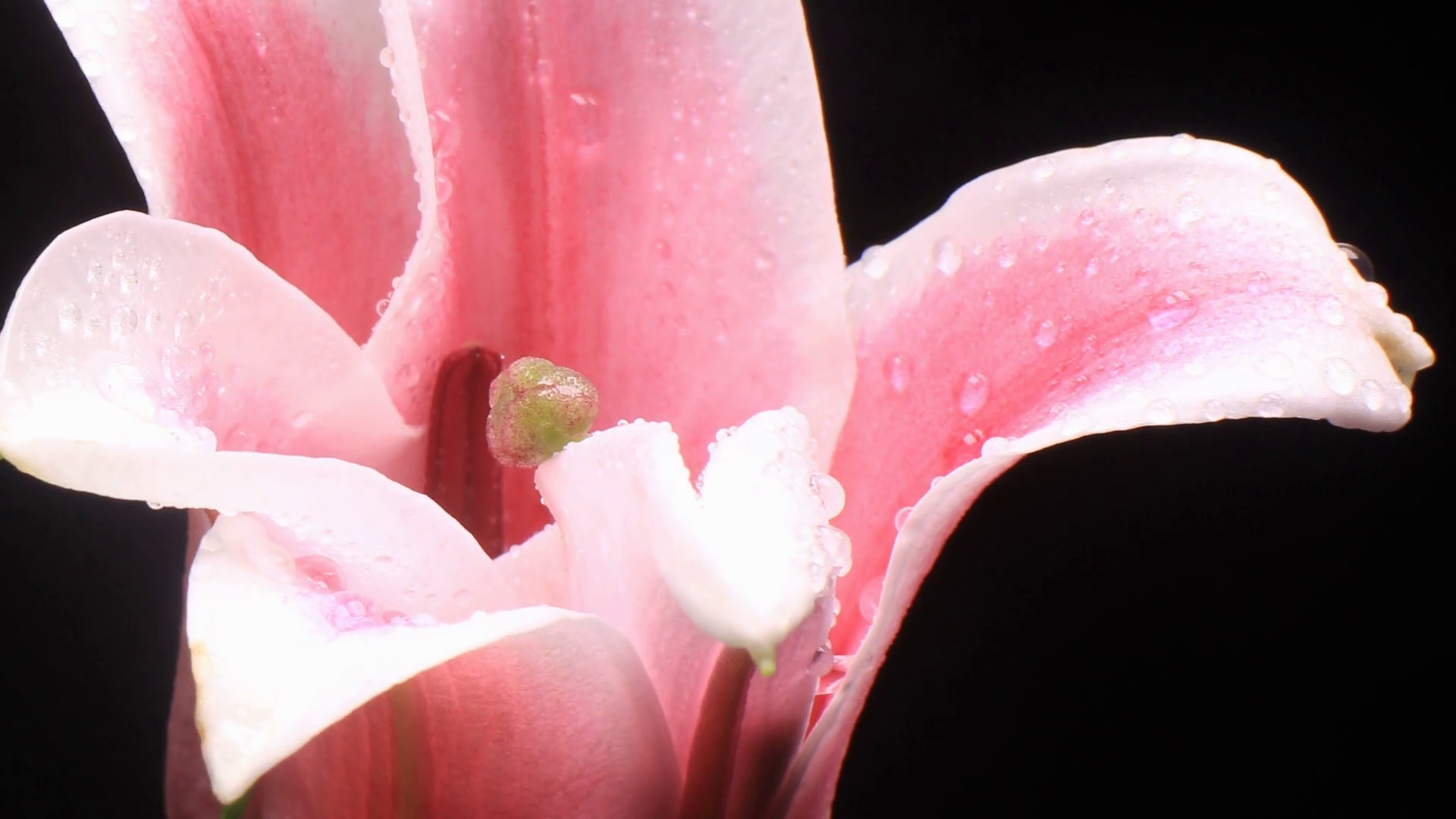 Lilies Flower Time Lapse Opening Stock Footage SBV310237708 Storyblocks
