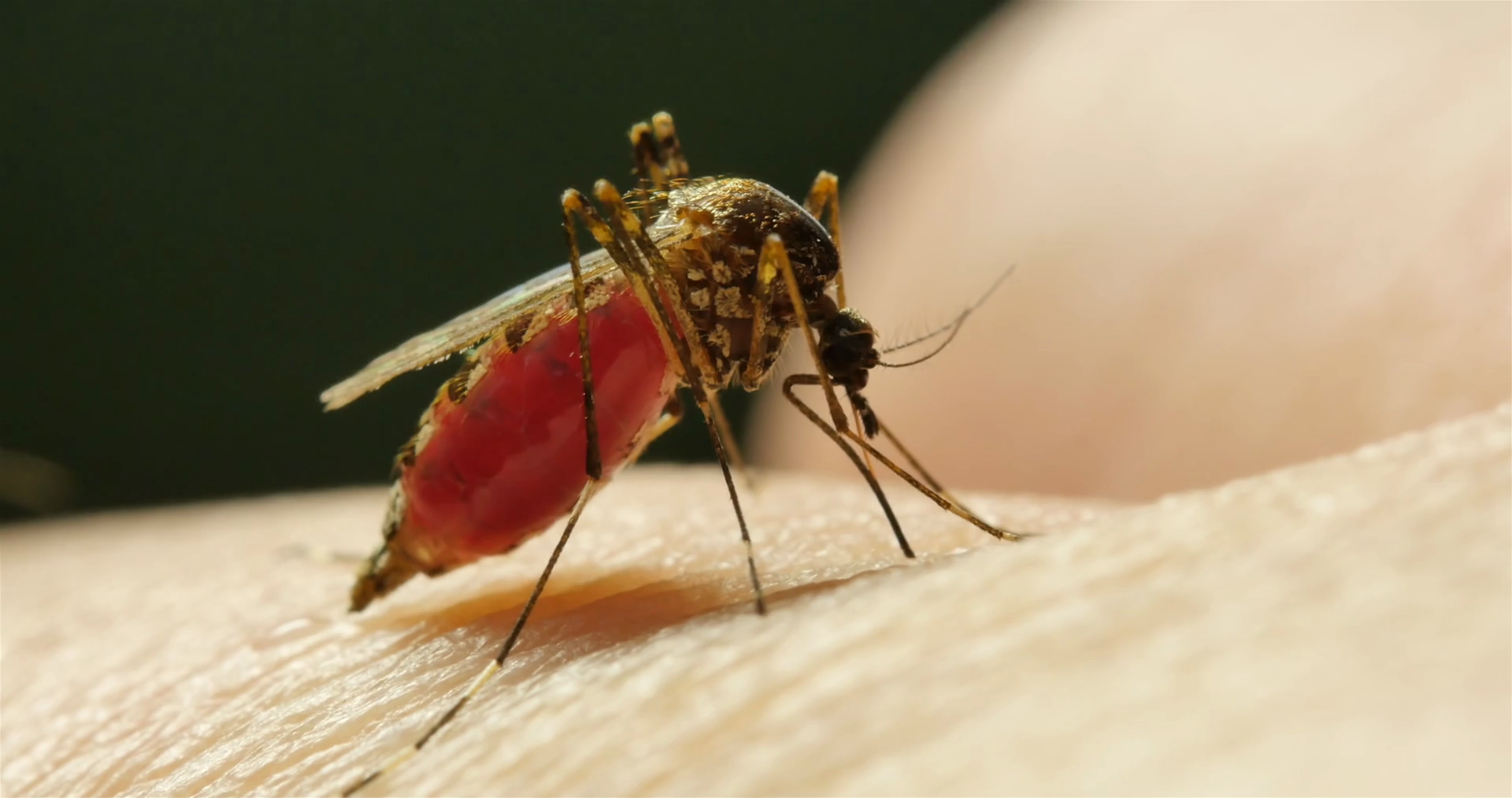 Mosquito Bit Drinking Blood Stock Footage SBV310522441 Storyblocks