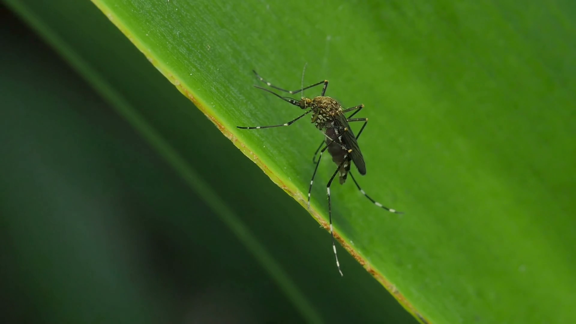 Mosquito On Leaf Mosquitoes Are Of Family Stock Footage SBV310522494