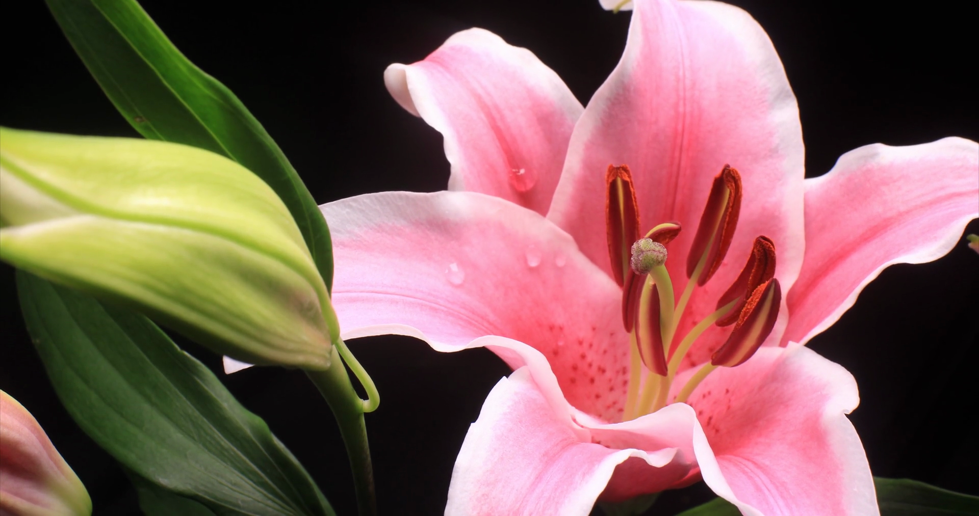 Pink Oriental Lilies flower time lapse opening Stock Video Footage