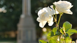 Anzac day commemorative war memorial to fallen soldiers lest we forget