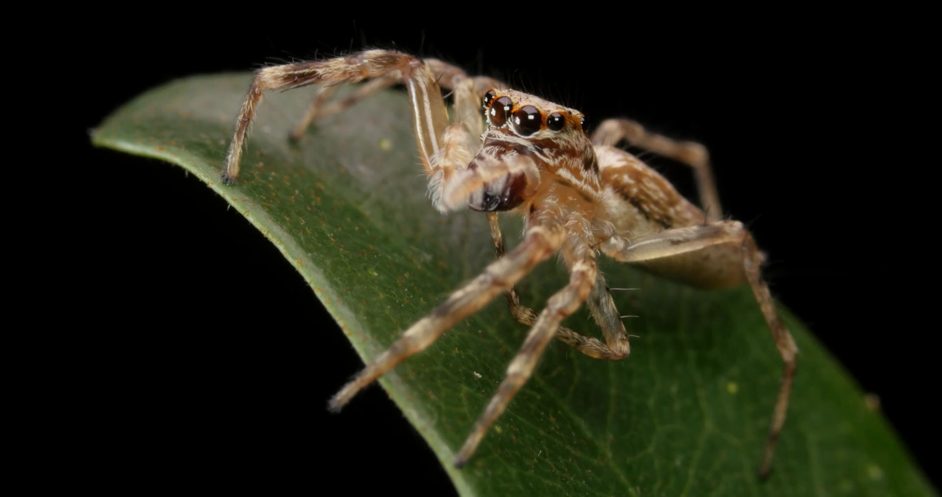 Aussie Bronze Jumper female jumping spider Stock Video Footage 0013