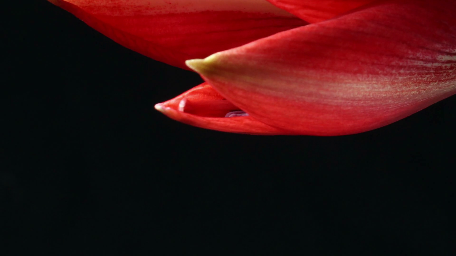 Flower blooming time lapse Amaryllis blooming (Hippeastrum sp.) Stock
