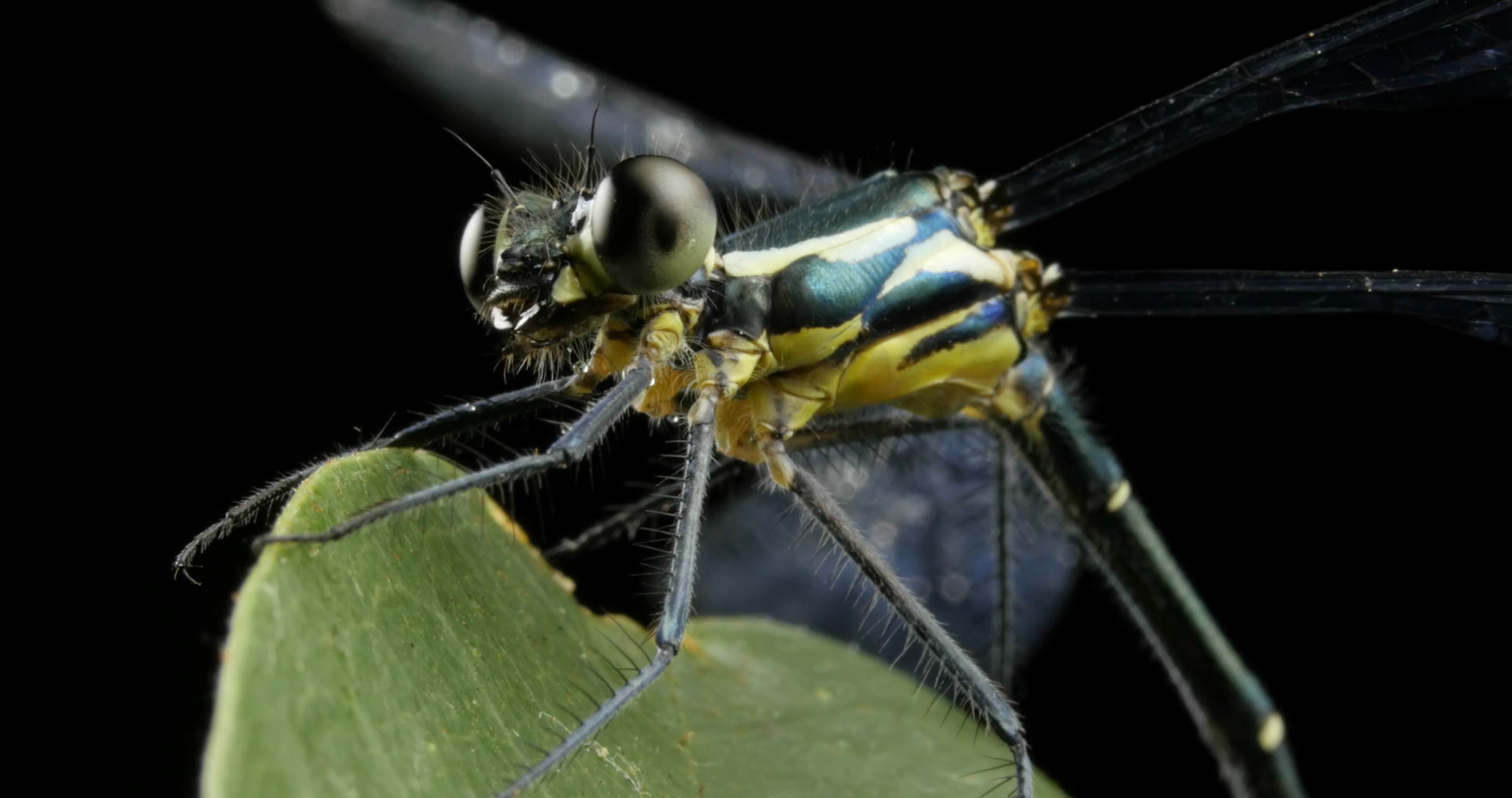 Insect Macro Closeup Coastal Flatwing Damselfly Stock Video Footage 00 
