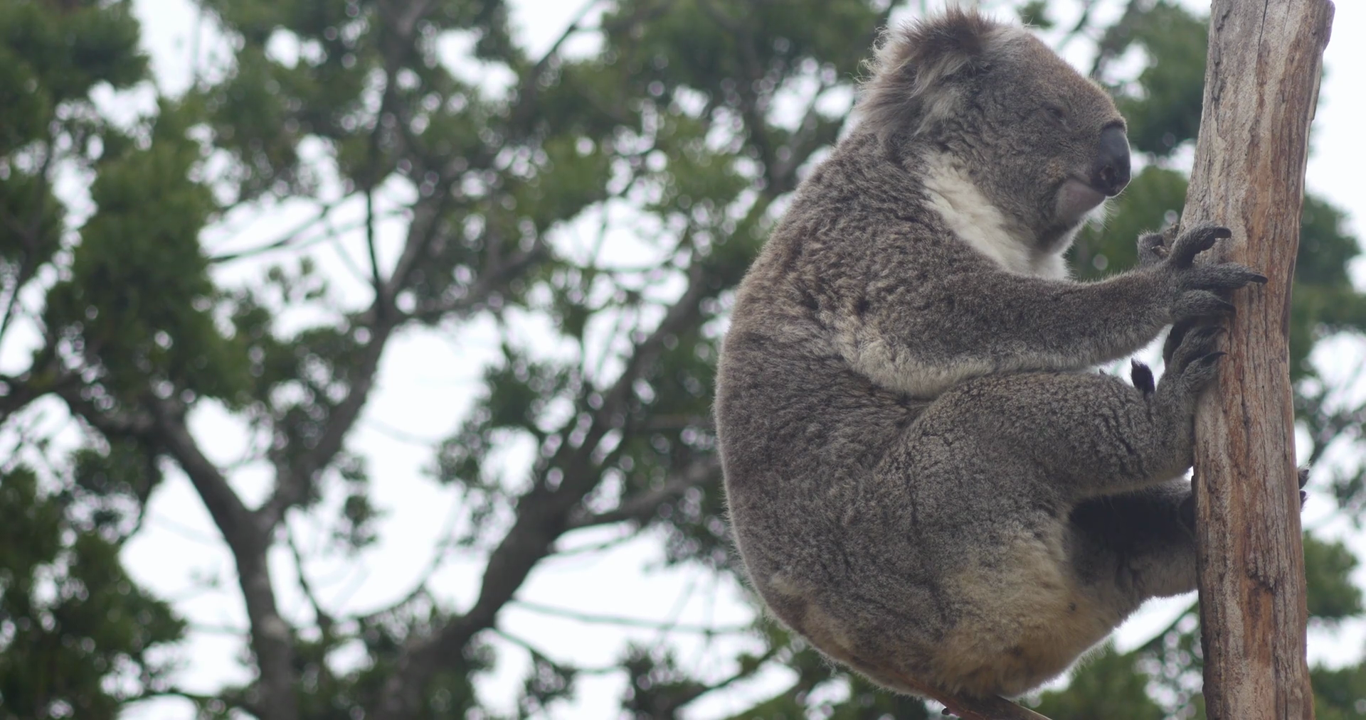 Koala Native Australian Marsupial Sleeping Stock Footage SBV314366624