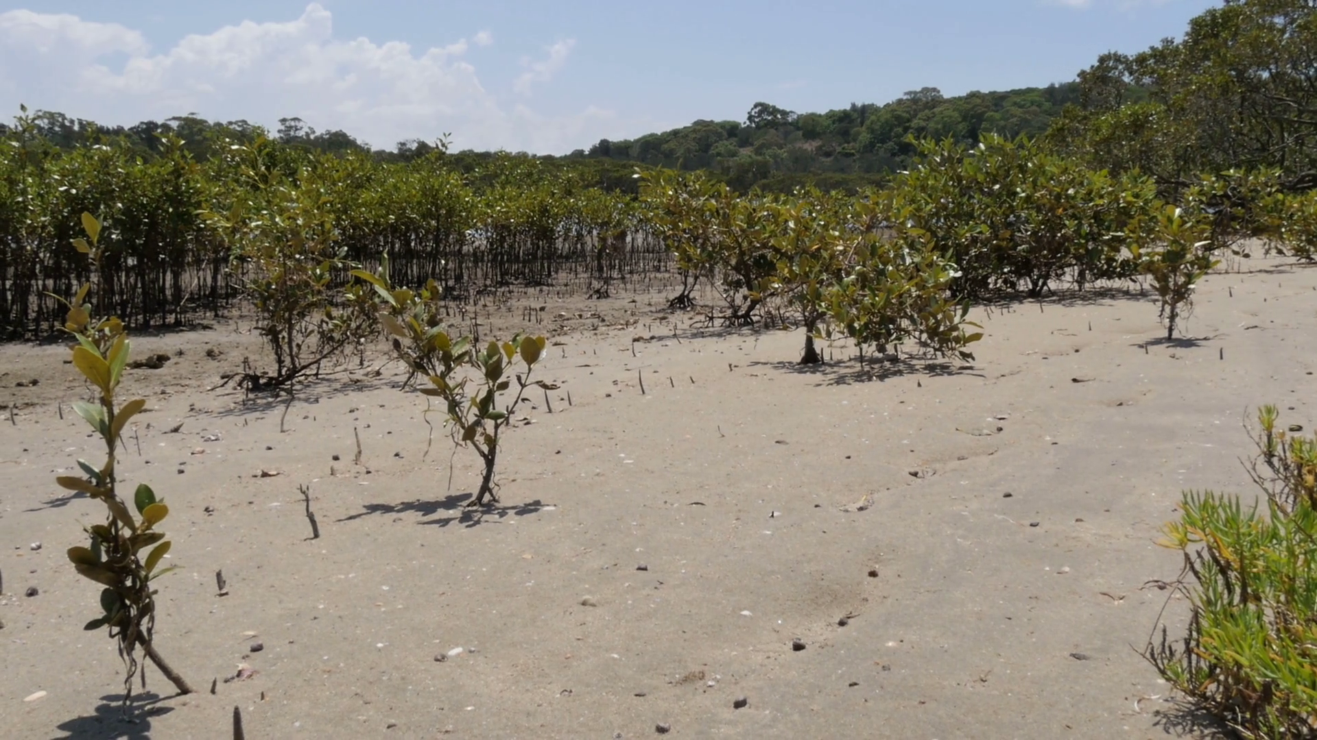 Mud Flat Mangrove Trees In Coastal Wetland Stock Footage SBV-313942407 ...