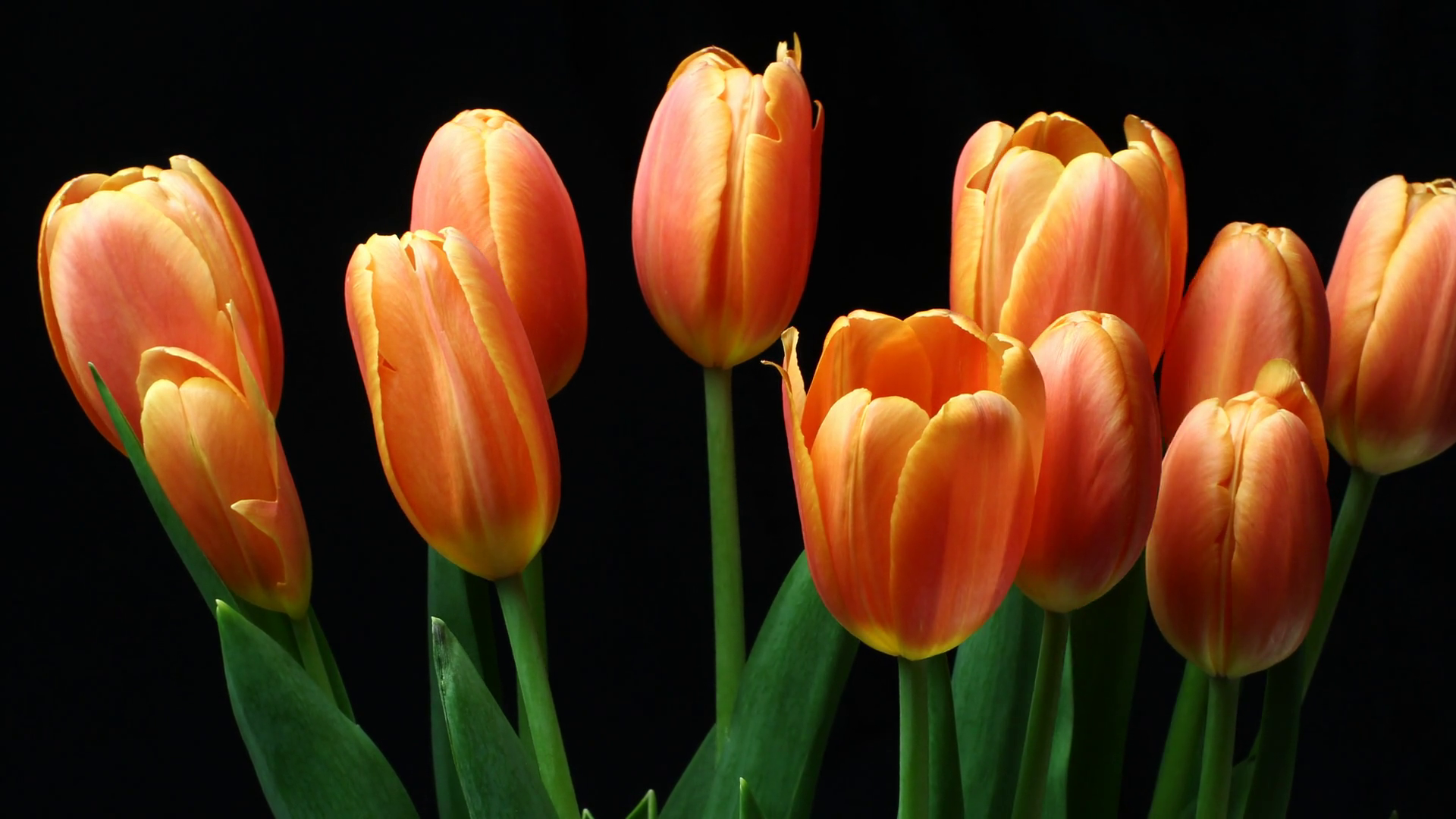 Orange Tulips Flower Plant Blooming Time Stock Footage SBV313890132