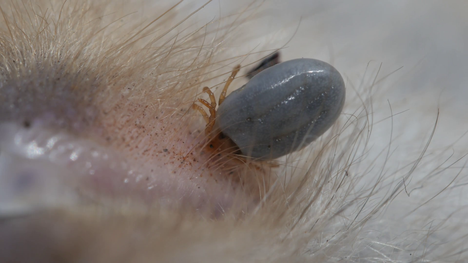 Paralysis Tick, dog tick insect parasite carrier of lyme desease Stock