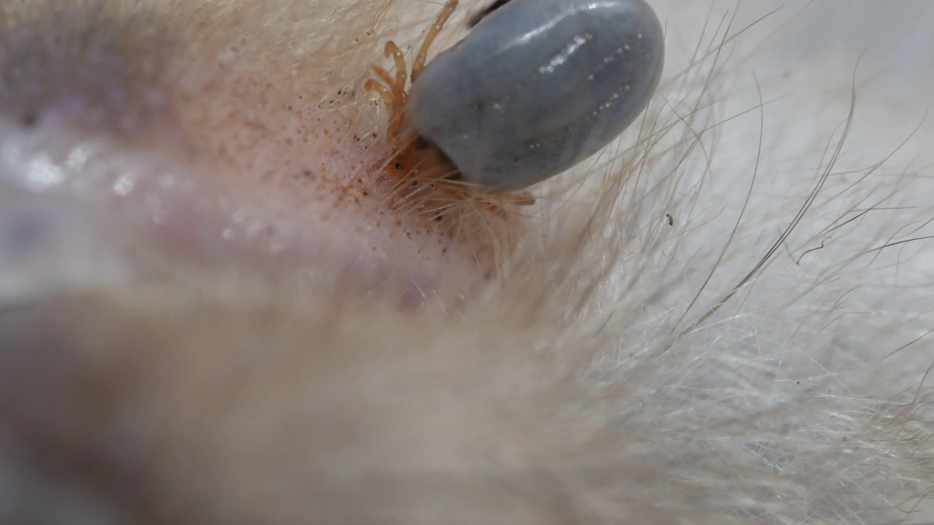 Paralysis Tick Dog Tick Insect Parasite Stock Footage SBV318662129 Storyblocks