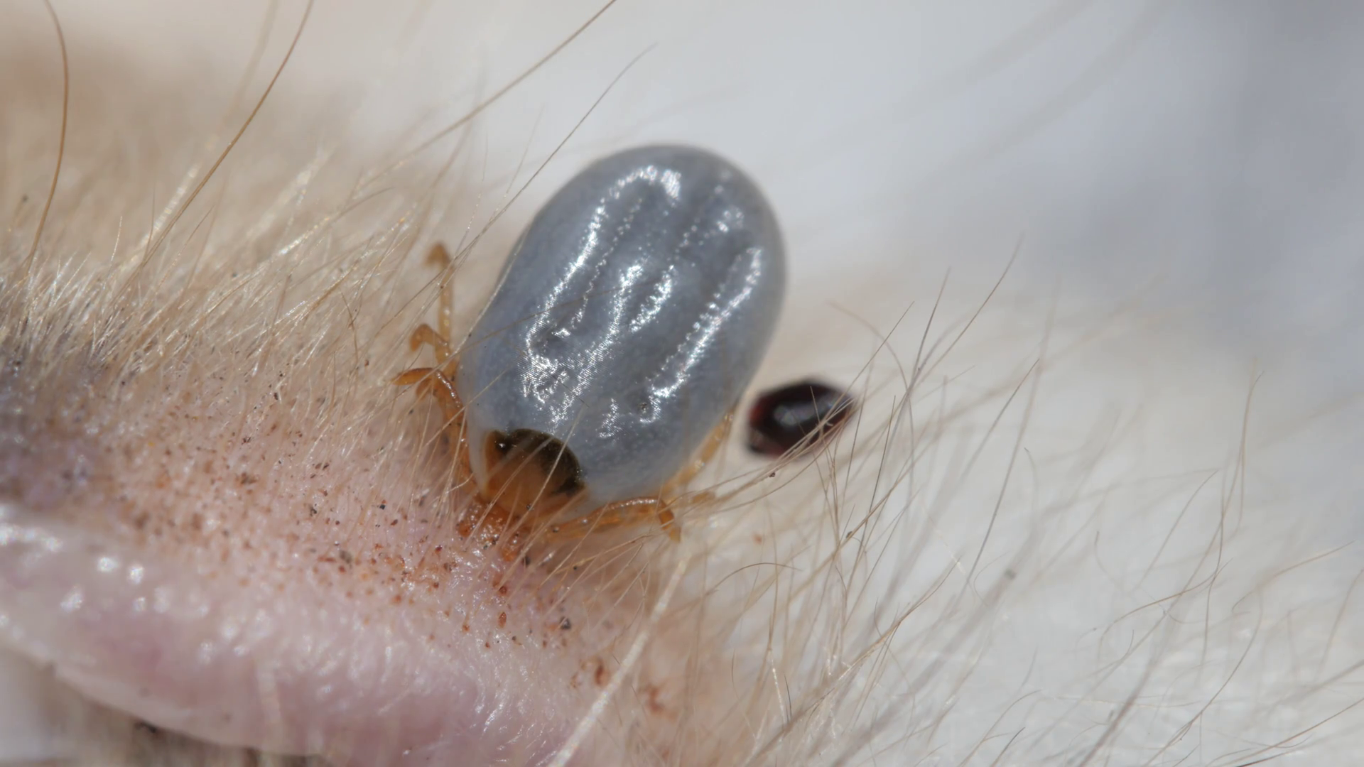 Paralysis Tick Dog Tick Insect Parasite Stock Footage SBV318662250 Storyblocks