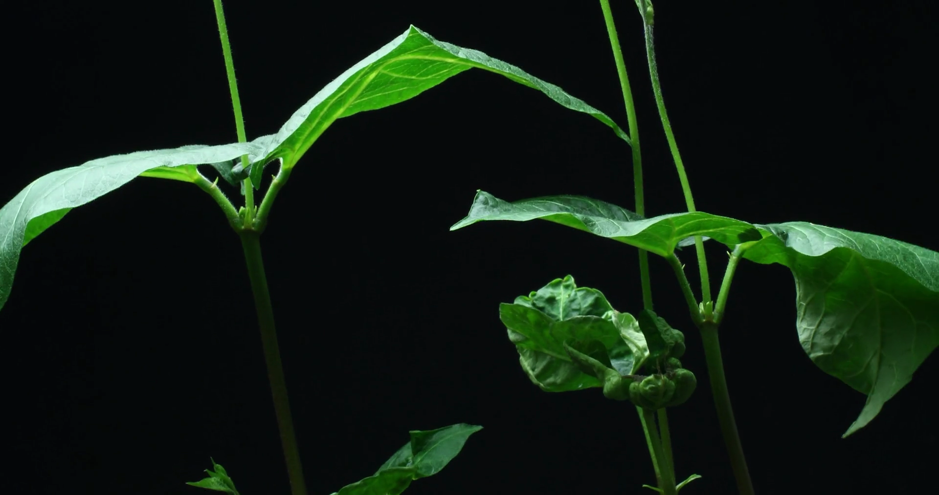 Plant Growing Time Lapse Runner Beans Stock Footage SBV313887902