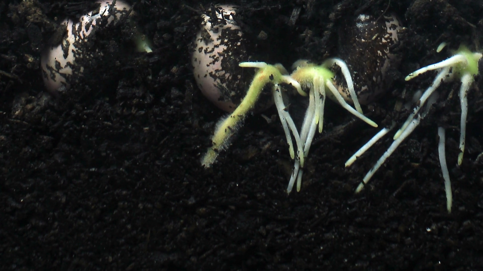 Plant seed root growing underground hypogeal germination time lapse