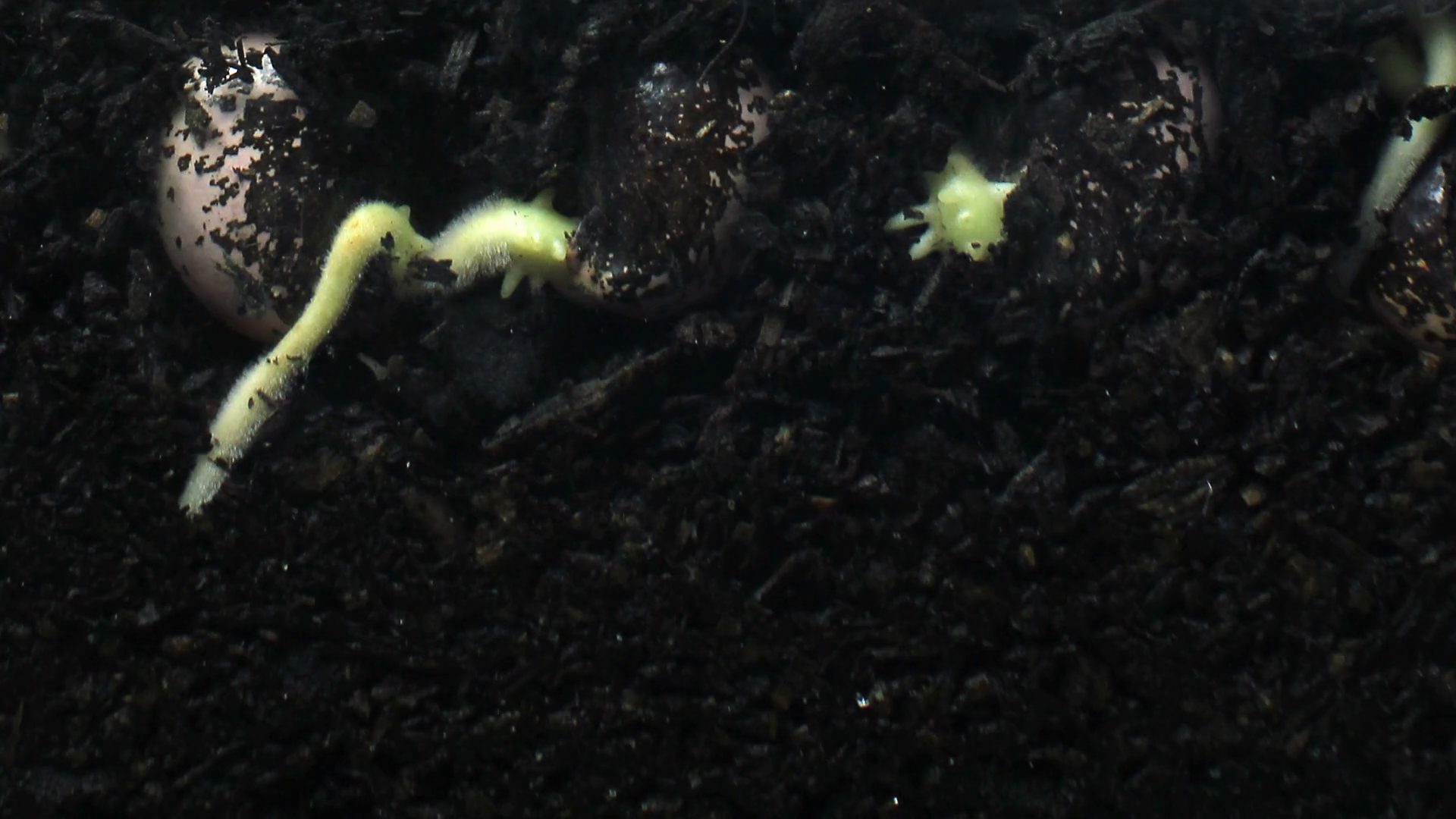 Plant Seed Root Growing Underground Hypogeal Stock Footage SBV ...