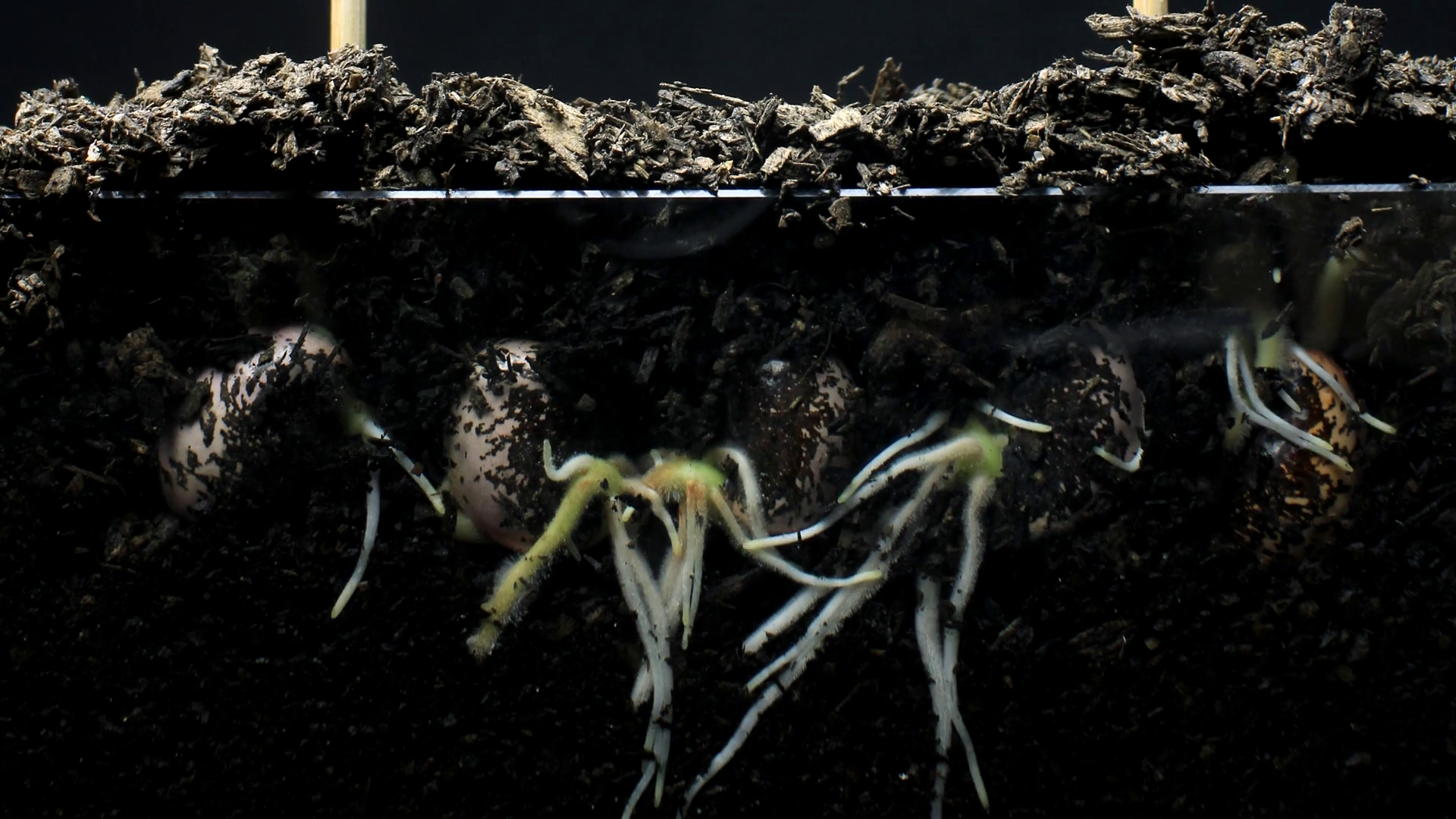 Plant seed roots growing underground hypogeal germination time lapse