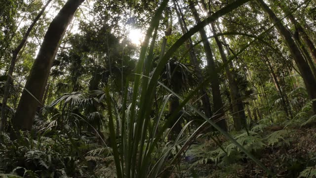 Jungle Overlay Stock Footage: Royalty-Free Video Clips - Storyblocks