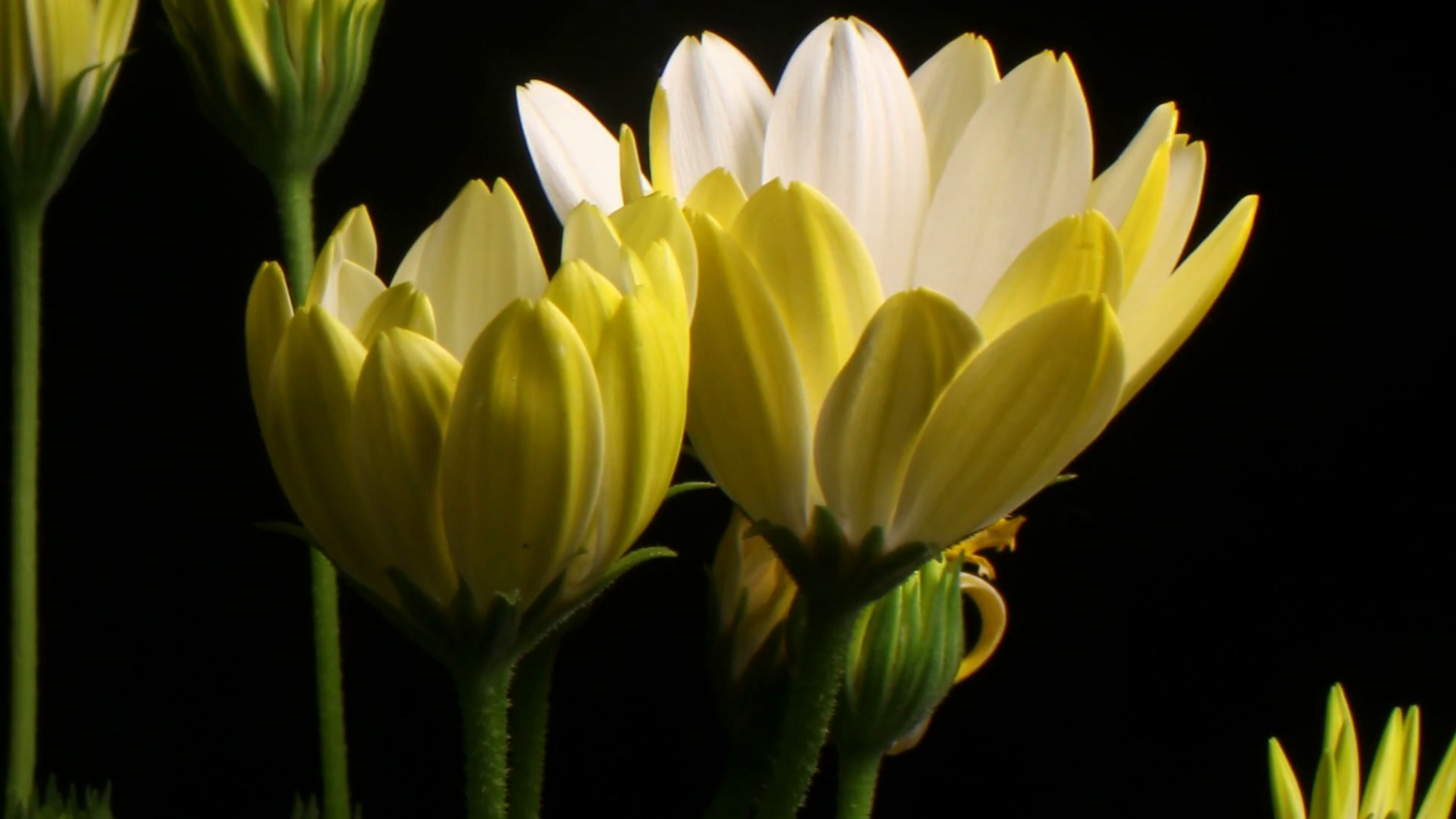 Yellow Flower time lapse blossom bud blooming White Lightning flowers
