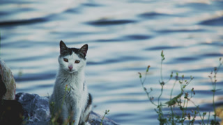 Cute Domestic Cat Sitting on a Rock Near the Blue Sea Coast 8K 2