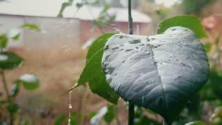 Raindrops On Fresh Green Leaves During Summer Rain 12