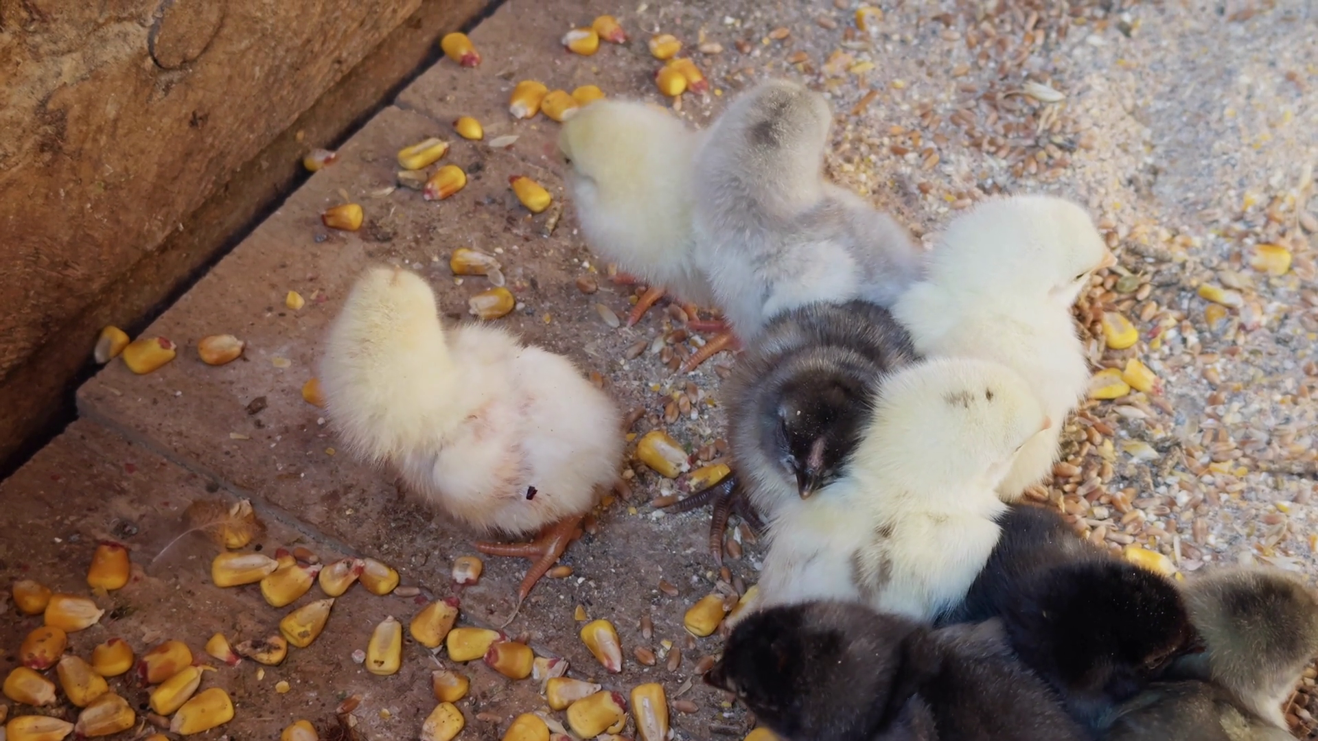 Sweet Little Animal Bird Chicks Stock Footage SBV-351791188 - Storyblocks